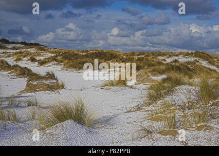 Duinen dans de winter ; dunes côtières en hiver Banque D'Images