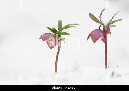 Paarse Helleborus bloemen en de en, violet fleurs Hellebore dans la neige Banque D'Images