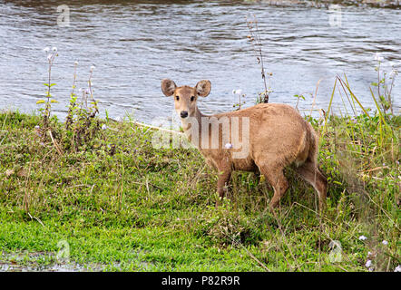 Zwijnshert, porc Indiens deer Banque D'Images