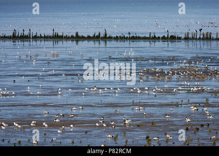 En steltlopers Hoogwatervluchtplaats ont rencontré meeuwen en Bergeenden ; les bas fonds vaseux avec des cuissardes, des goélands en Shellducks Banque D'Images