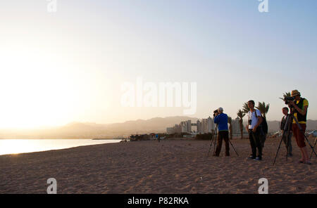 Les ornithologues amateurs à North beach, Eilat, Israël Banque D'Images