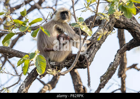 Des profils & cub Langur des Plaines du Nord assis sur un arbre à Bandavgarh NP, de l'Inde. Mars 2017. Banque D'Images