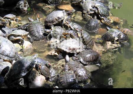 Jockey pour tortues la meilleure position dans une mare dans le Jardin National, Athènes, Grèce, PETER GRANT Banque D'Images