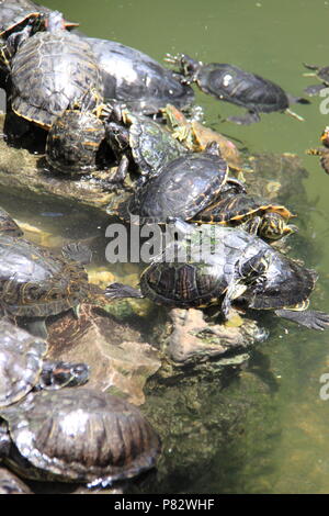 Jockey pour tortues la meilleure position dans une mare dans le Jardin National, Athènes, Grèce, PETER GRANT Banque D'Images