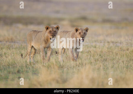 Deux jeunes lions du Kalahari désert patrouillent dans la zone Banque D'Images