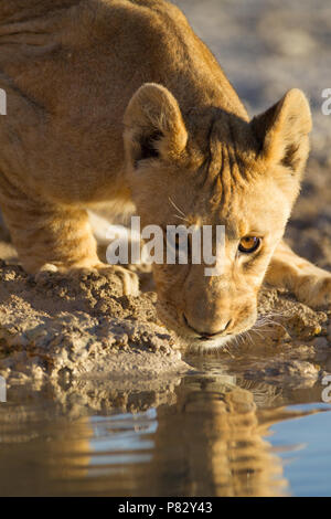 Petit Lion cub eau potable d'un étang dans le parc d'Etosha Banque D'Images