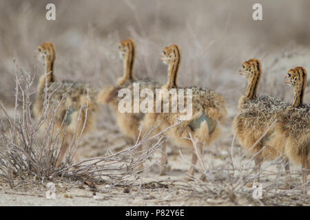 Les poussins d'Autruche walking in a row Banque D'Images