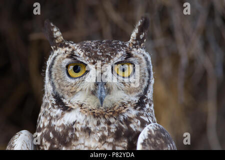 Spotted Eagle owl portrait Etosha Banque D'Images