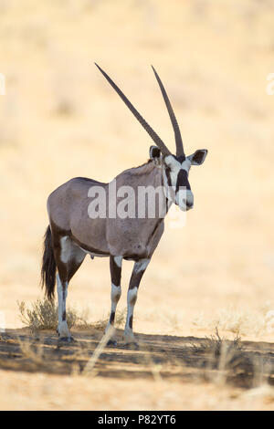 Belle en milieu sauvage oryx Banque D'Images