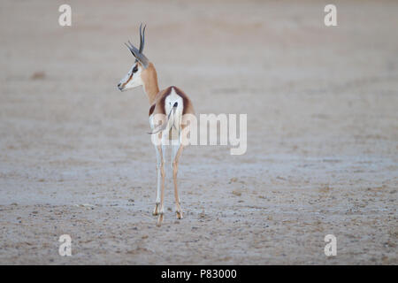 Springbok en plaine Klalahari Banque D'Images