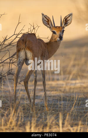 Steenbok mâle dans l'herbe jaune sec Kgalagadi Transfrontier Park Banque D'Images