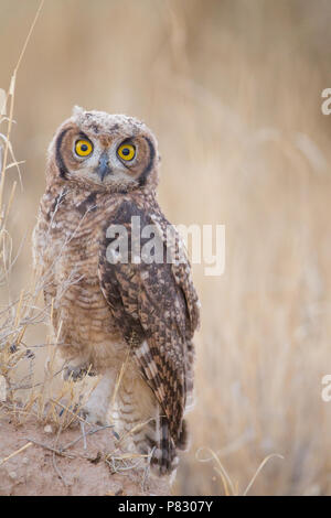 Spotted Eagle owl avec d'énormes yeux jaunes close up portrait dans le parc transfrontalier Kgalagadi Banque D'Images