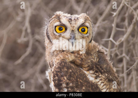 Spotted Eagle owl avec d'énormes yeux jaunes close up portrait dans le parc transfrontalier Kgalagadi Banque D'Images