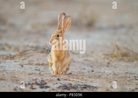 Cape hare Parc transfrontalier de Kgalagadi en Afrique du Sud Banque D'Images