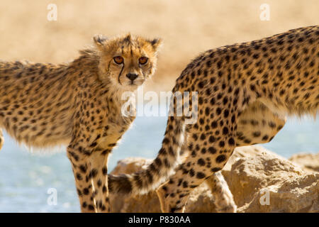 Bébé le plus mignon animal cheetah dans le portrait Banque D'Images