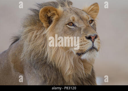 Homme lion du désert du Kalahari en porrait Banque D'Images