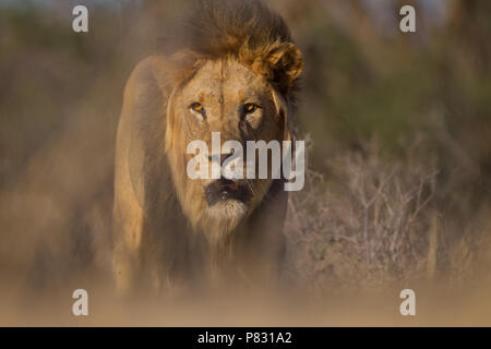 La crinière d'un Lion Noir Kalahari dans la brousse Banque D'Images