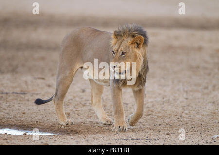 Lion mâle juvénile dans le parc d'Etosha Banque D'Images