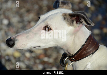 Vue côté face portrait d'une femelle galgo espanol chien. Banque D'Images