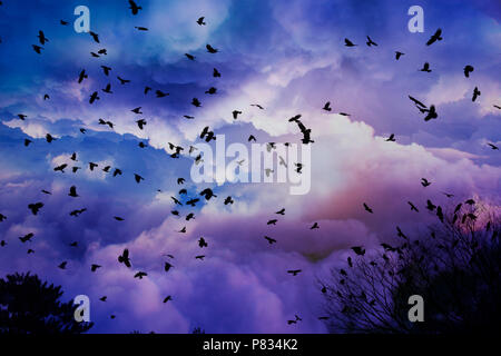 Groupe de corbeaux survolant le nuage Banque D'Images