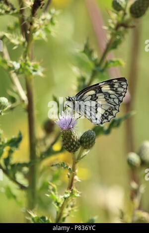 Faune et Nature - Macro close-up du seul blanc marbré (Melanargia galathea) papillon. Bowers Gifford, Essex, Angleterre. Banque D'Images