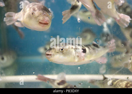 Guangzhou, Guangzhou, Chine. 09 juillet 2018. Guangzhou, Chine-divers fruits de mer et sashimi peut être vu à un hotpot restaurant à Guangzhou, province du Guangdong en Chine du sud. Crédit : SIPA Asie/ZUMA/Alamy Fil Live News Banque D'Images