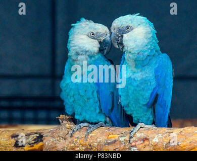 28 juin 2018, l'Allemagne, l'Schoeneiche : un couple Ara Spix peut être vu à la station génétique de la conservation de la nature Organisation Association pour la conservation des perroquets menacés e.V. (PTCA). Ministre de l'environnement du Brésil Duarte est d'ouvrir l'établissement pour la réinstallation du PTCA Spix Aras. Le Spix-Ara Cyanopsitta spixii (bleu) est un type de perroquet, qui est originaire du Rio Sao Francisco (Bahia, Brésil) et a été éteint à l'état sauvage depuis l'année 2000. Les gouvernements et le secteur privé à but non lucratif se sont regroupés pour aider à sauver cette espèce de l'extinction complète. E Banque D'Images