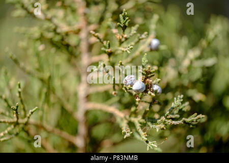 Une succursale de Juniperus virginiana, ou cèdre rouge de l'Est avec les baies. Décembre, Oklahoma, USA. Banque D'Images