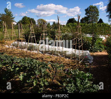 Jardin avec des rangées de légumes à Washington en Virginie. Banque D'Images