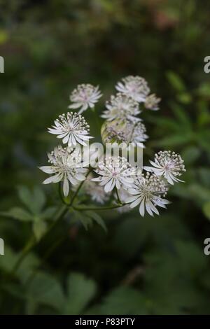 Grand masterwort fleurs. Banque D'Images