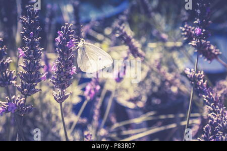 Close up image d'un papillon blanc dans un patch lavande avec copie espace. Banque D'Images