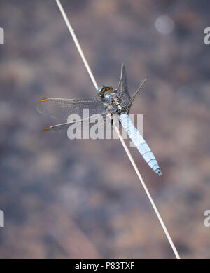 Homme libellule Orthetrum coerulescens keeled skimmer en ailes ar reste caractéristique vers le bas et vers l'avant en position commune Thursley à Surrey UK Banque D'Images