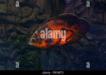 Astronotus flottant dans l'aquarium. Poisson Oscar Banque D'Images