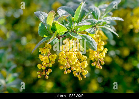 Le berbéris de fleurs jaunes en plein soleil Banque D'Images