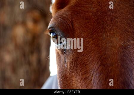 Close up of horse eye Banque D'Images