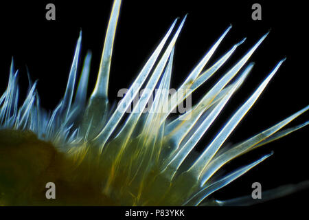 Vue microscopique d'ortie (Urtica dioica) poils défensive. La lumière polarisée, polariseurs croisés. Banque D'Images