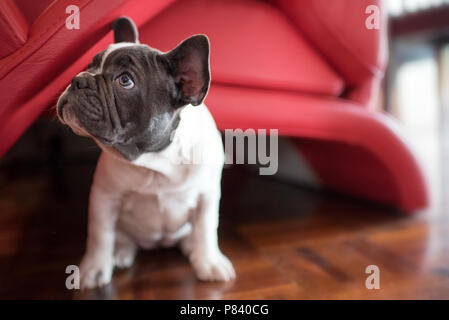 Adorable petit chiot Bouledogue Français assis sur le plancher Banque D'Images