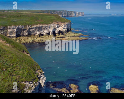 Falaises calcaires vers Flamborough Head East Yorkshire UK Juillet Banque D'Images