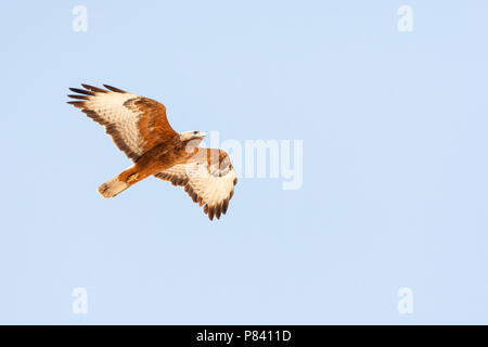 Roux foncé Steppe Buzzard (formulaire Buteo buteo vulpinus) sur les migrations au cours des montagnes d'Eilat, près d'Eilat, Israël Banque D'Images