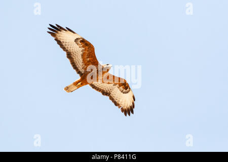 Roux foncé Steppe Buzzard (formulaire Buteo buteo vulpinus) sur les migrations au cours des montagnes d'Eilat, près d'Eilat, Israël Banque D'Images