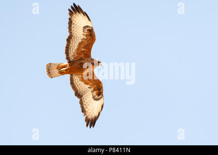 Roux foncé Steppe Buzzard (formulaire Buteo buteo vulpinus) sur les migrations au cours des montagnes d'Eilat, près d'Eilat, Israël Banque D'Images