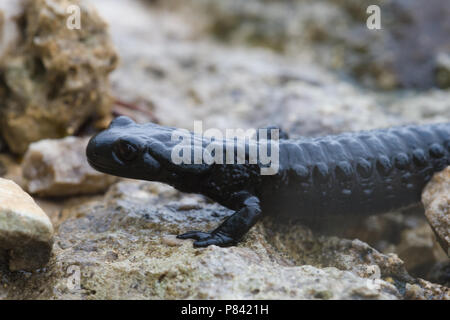 Alpenlandsalamander regenbui ; na een Salamandre alpestre après pluie, Banque D'Images
