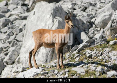 Isards sur les rochers de l'Espagne, Pyrénées Pyreneese op gems pyrénéen rotsen Spanje Banque D'Images