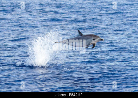 Dauphin tacheté de l'Atlantique probablement jeunes saute au-dessus de la mer au large de Graciosa, Açores. Août 2012. Banque D'Images