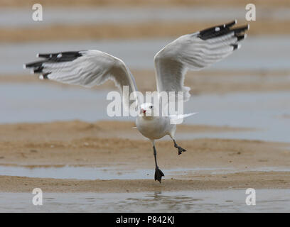 Meeuw Audouins vliegend ; Audouins flying Gull Banque D'Images