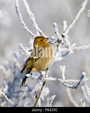 Vrouwtje Vink dans de l'hiver ; les femelles Chaffinch en hiver Banque D'Images