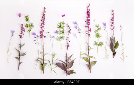 Ensemble de fleurs orchidée sauvage et l'hydrangea, le géranium blanc sur la forêt. Epipactis atrorubens, Dark-red Helleborine, Royal Helleborine. Concept de botanique, ove Banque D'Images