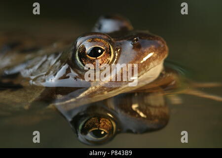 Bruine Kikker Grenouille commune ; Banque D'Images