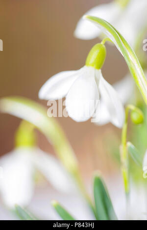 Bloeiend Sneeuwklokje, commune de floraison Snowdrop Banque D'Images