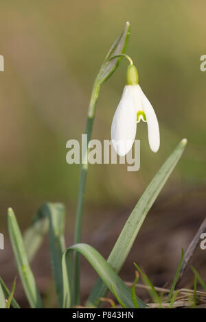 Bloeiend Sneeuwklokje, commune de floraison Snowdrop Banque D'Images